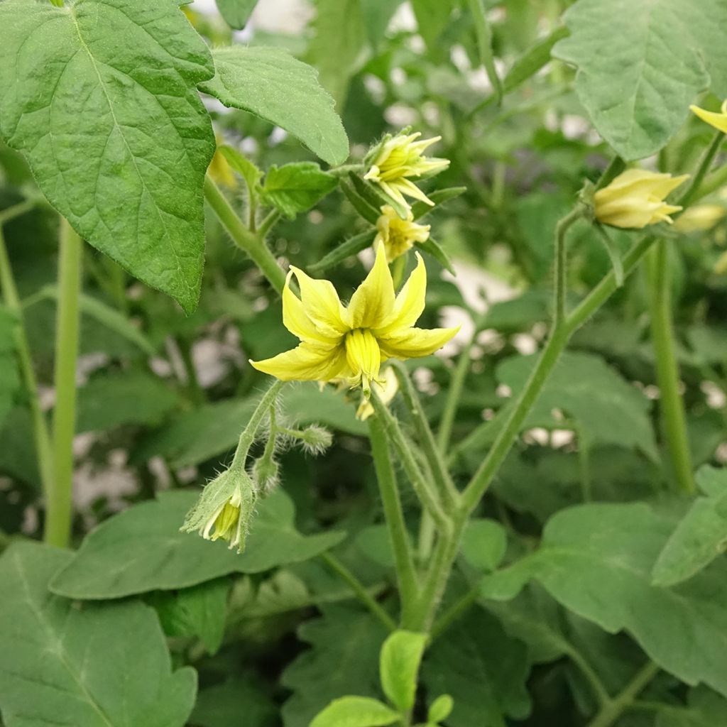 Pomodoro scuro Nero di Crimea F1 (piante innestate)