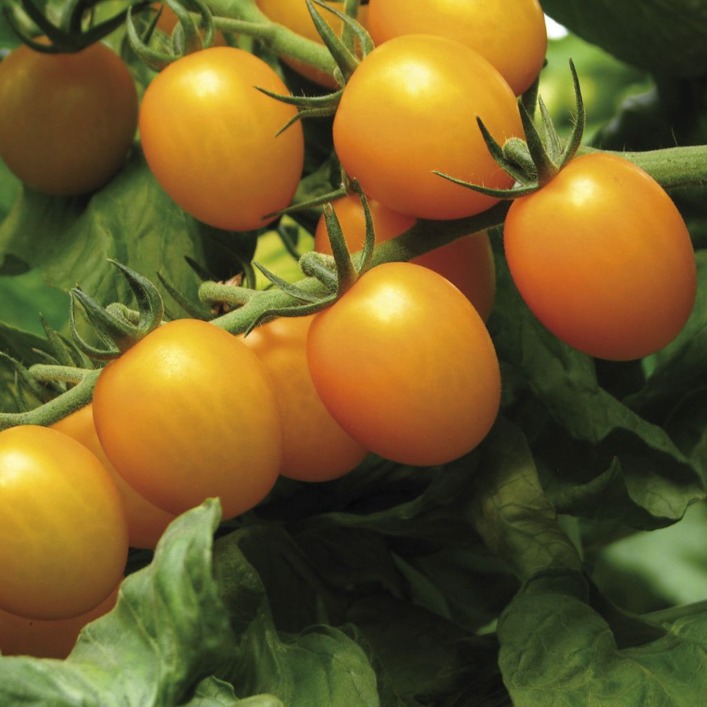 Tomate Star Gold F1 - Solanum lycopersicum