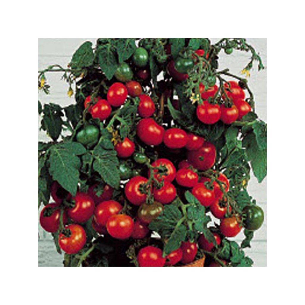 Tomate Tiny Tim - Tomate-cerise