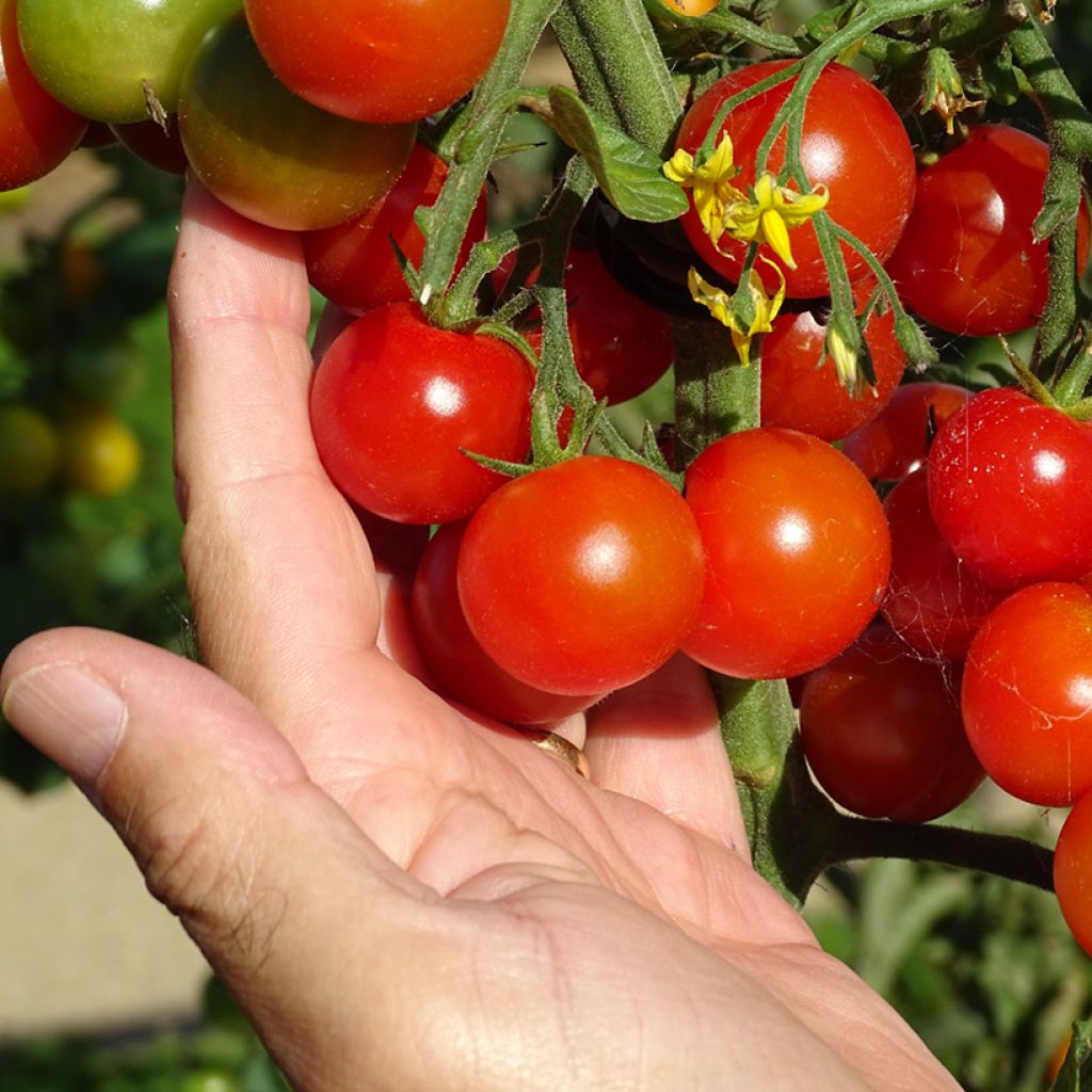 Pomodoro ciliegino/datterino Gusta Mini Red F1