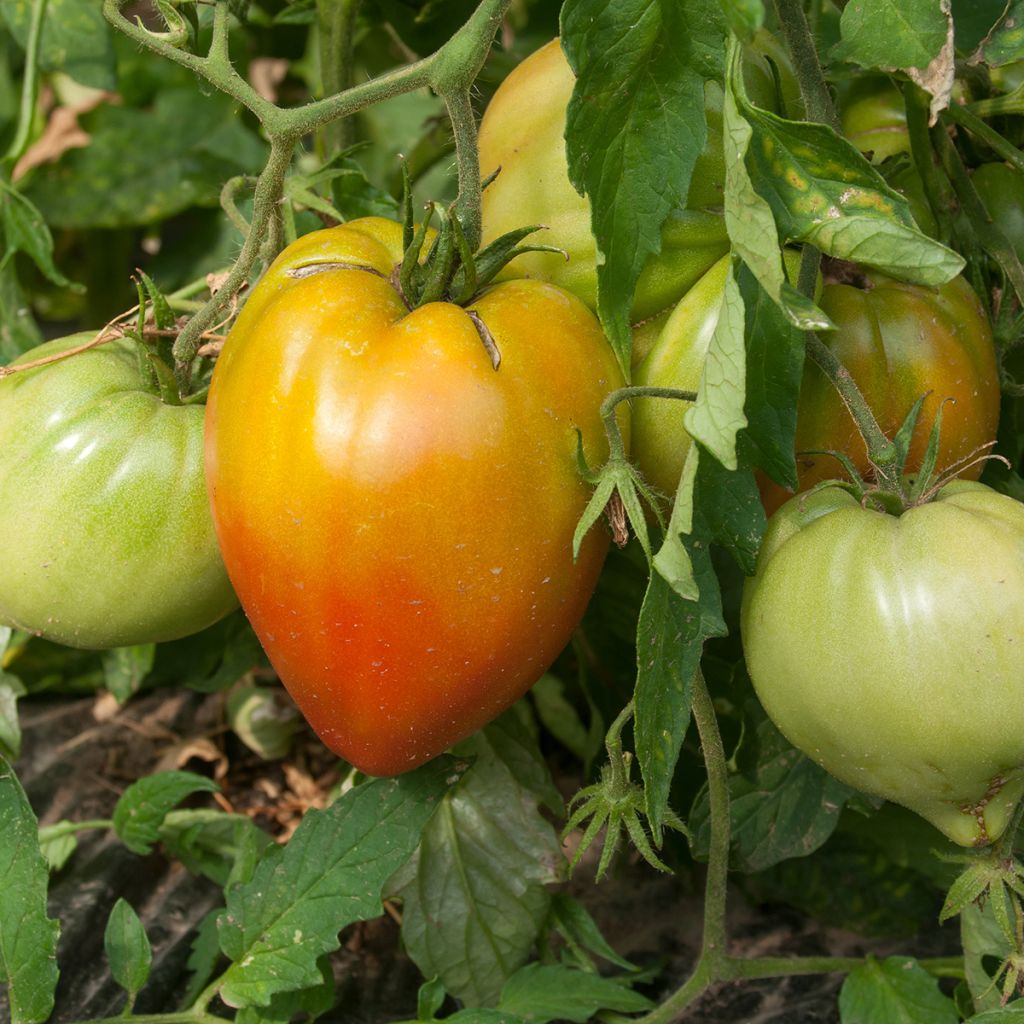Pomodoro cuore di bue/Beefsteak Ochsenherz Orange