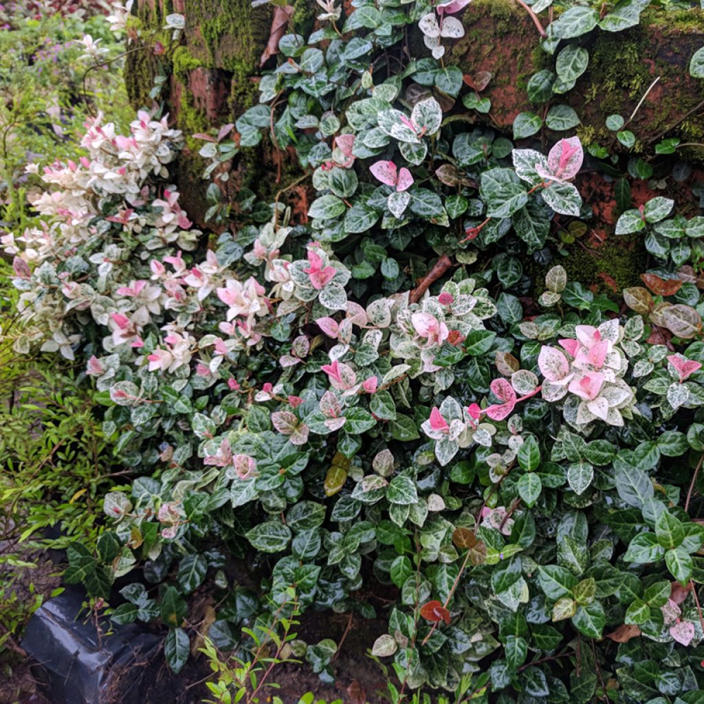 Trachelospermum asiaticum Tricolor -Falso gelsomino asiatico