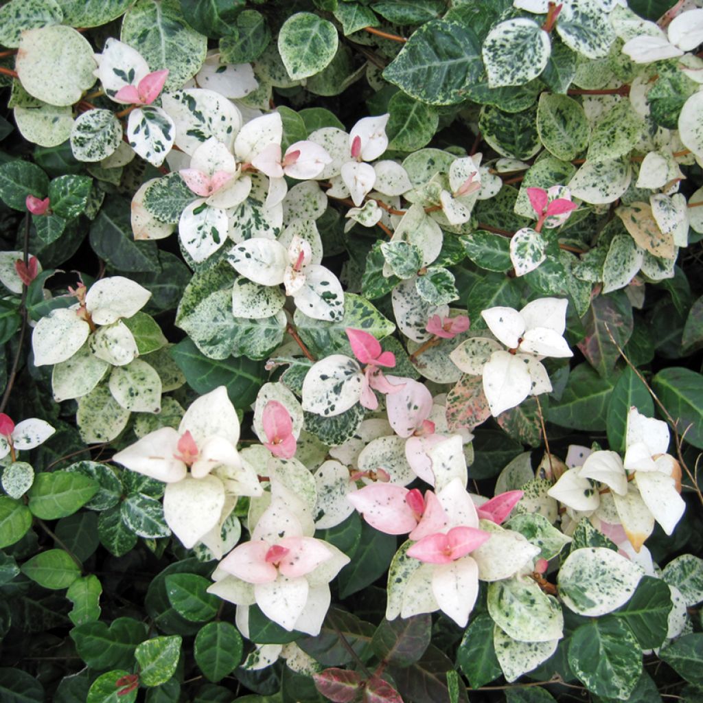 Trachelospermum asiaticum Tricolor -Falso gelsomino asiatico