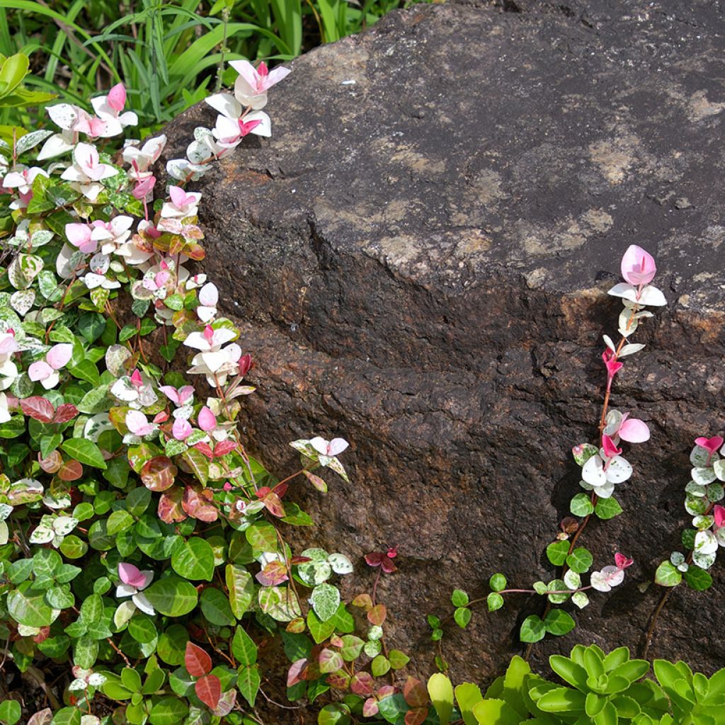 Trachelospermum asiaticum Tricolor -Falso gelsomino asiatico