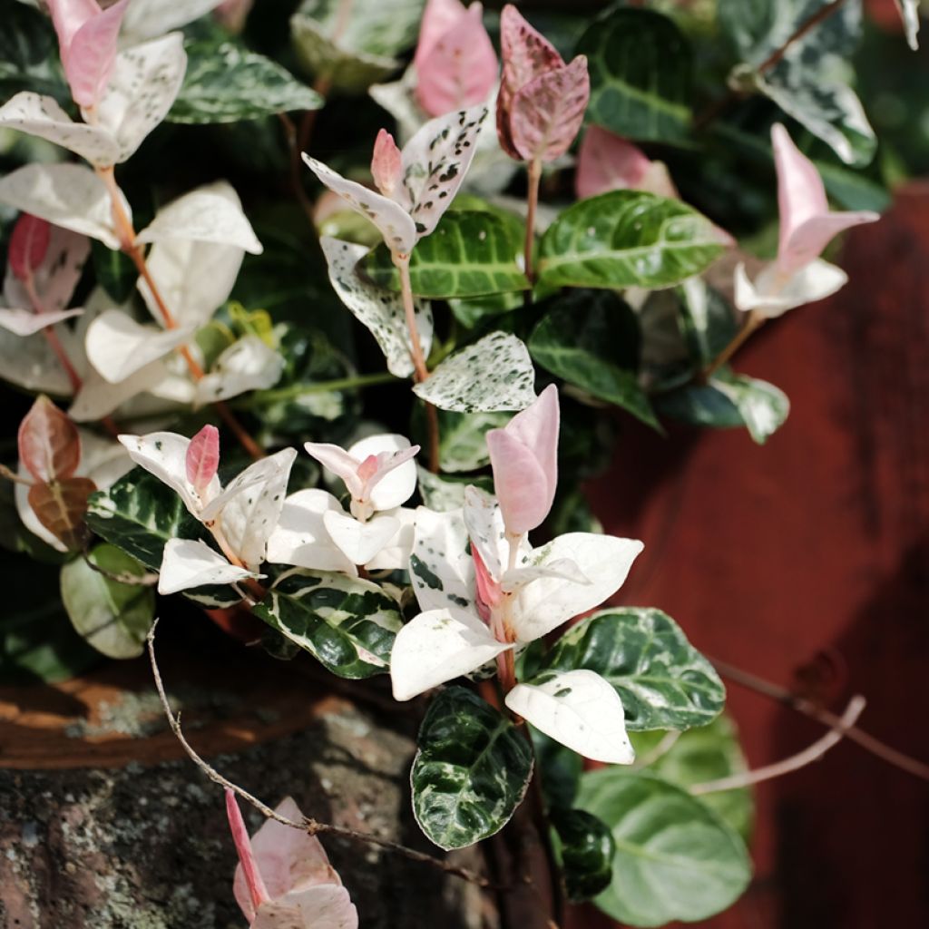 Trachelospermum asiaticum Tricolor -Falso gelsomino asiatico