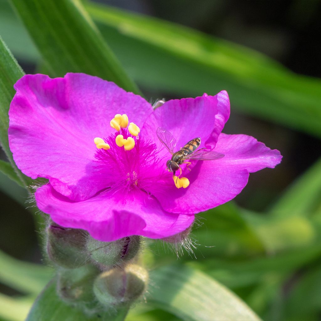 Tradescantia virginiana Brevicaulis - Tradescanzia