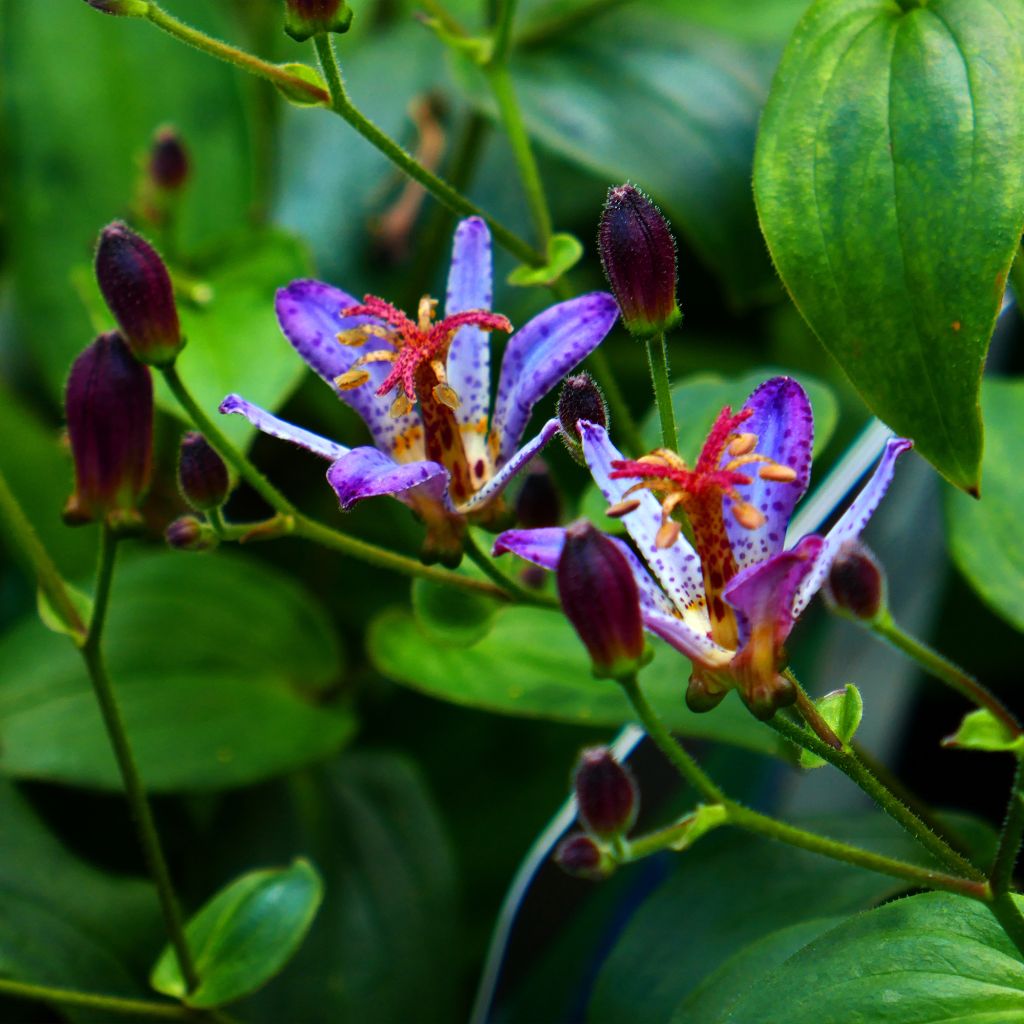Tricyrtis Taipei Silk