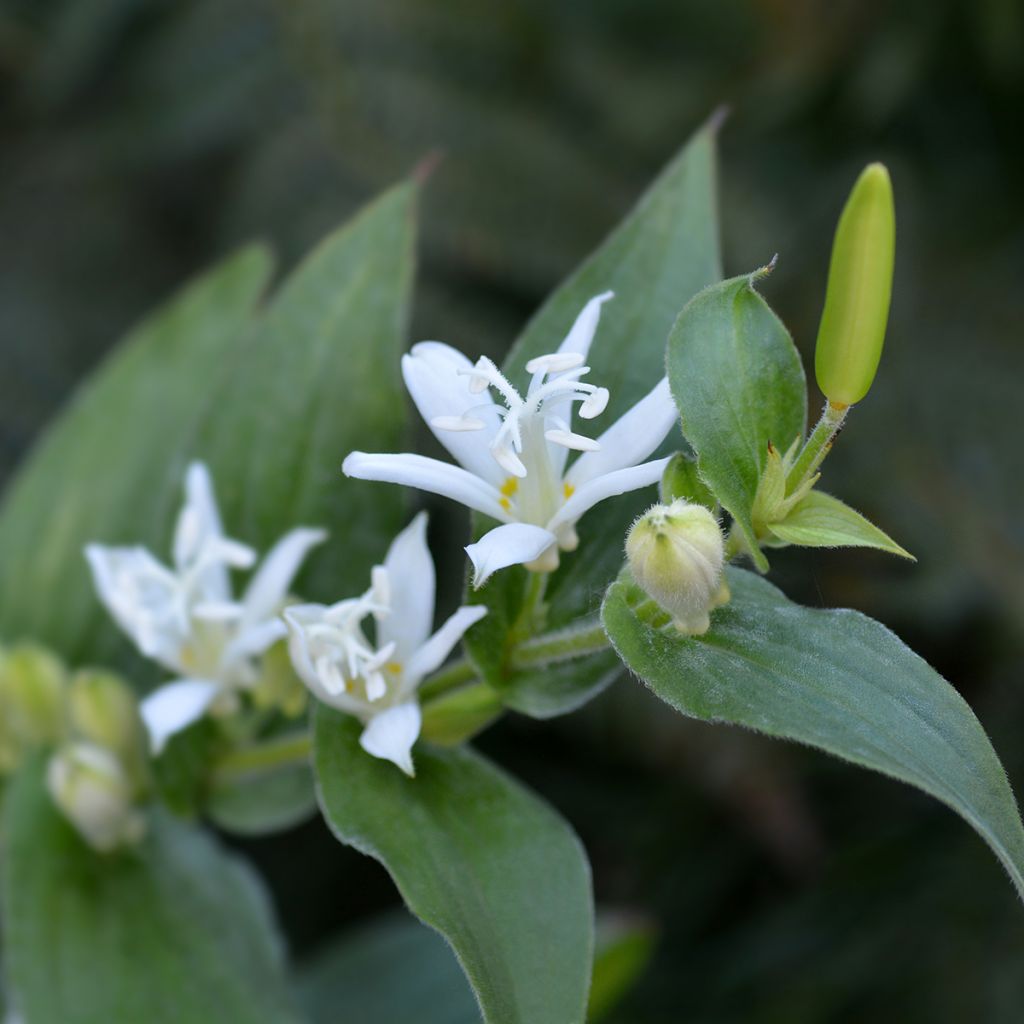 Tricyrtis hirta Alba