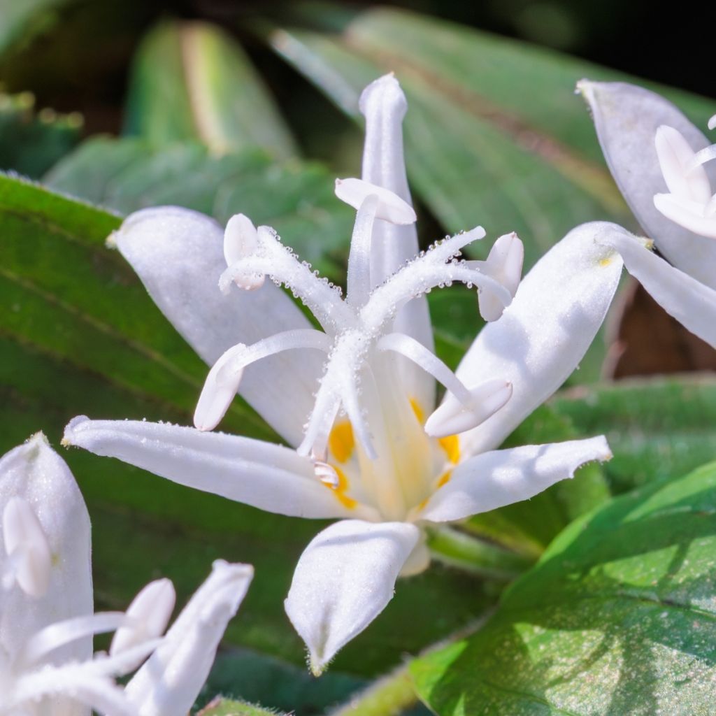 Tricyrtis hirta Alba