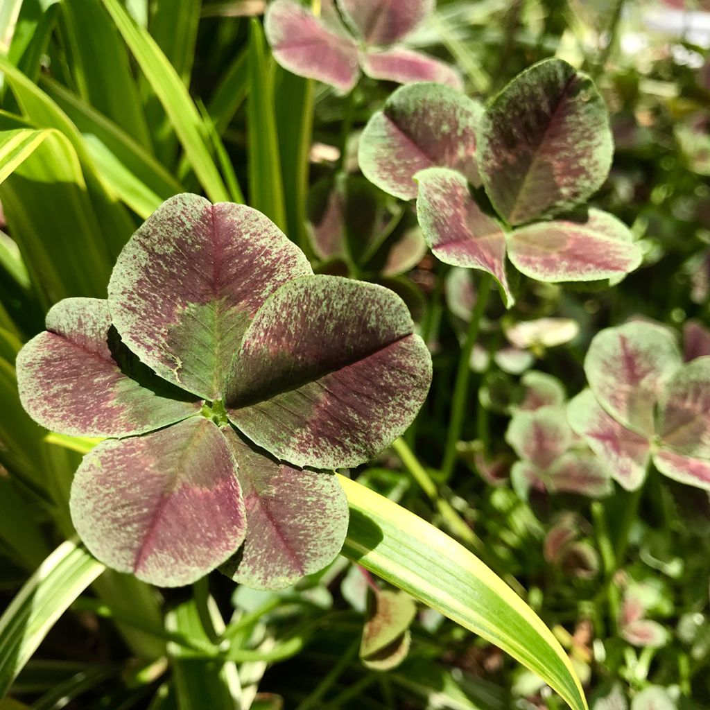 Trifolium repens Estelle - Trifoglio ladino