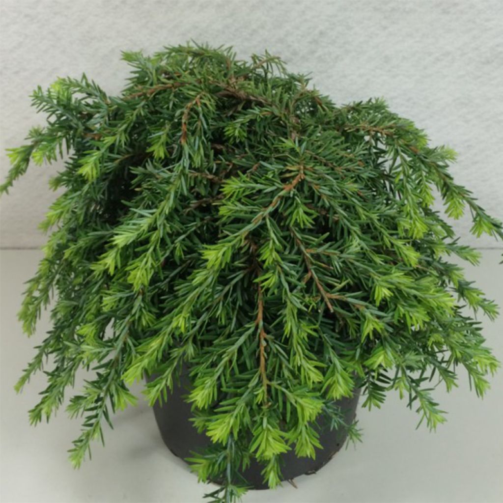 Tsuga canadensis Cole's Prostrate - Pruche du Canada