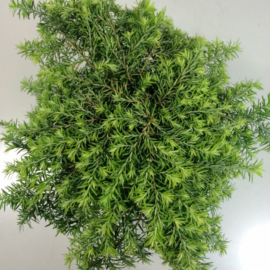 Tsuga canadensis Jeddeloh - Pruche du Canada
