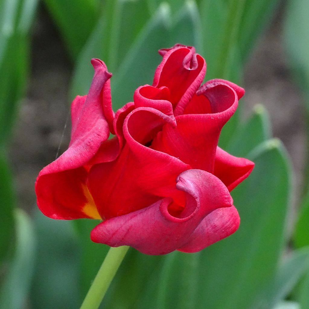 Tulipano Corona Red Dress