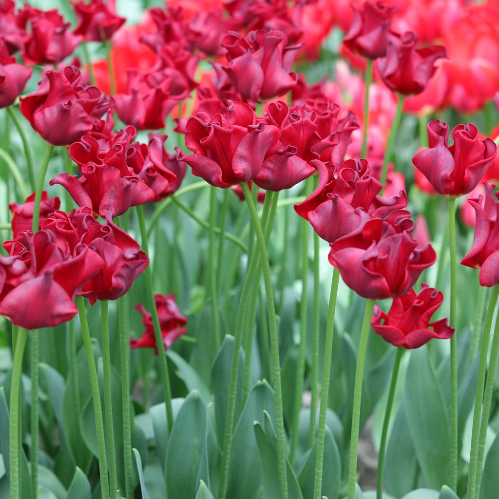 Tulipano Corona Red Dress