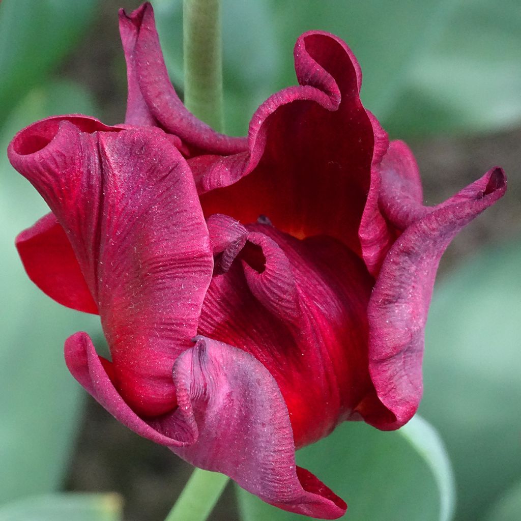 Tulipano Corona Red Dress