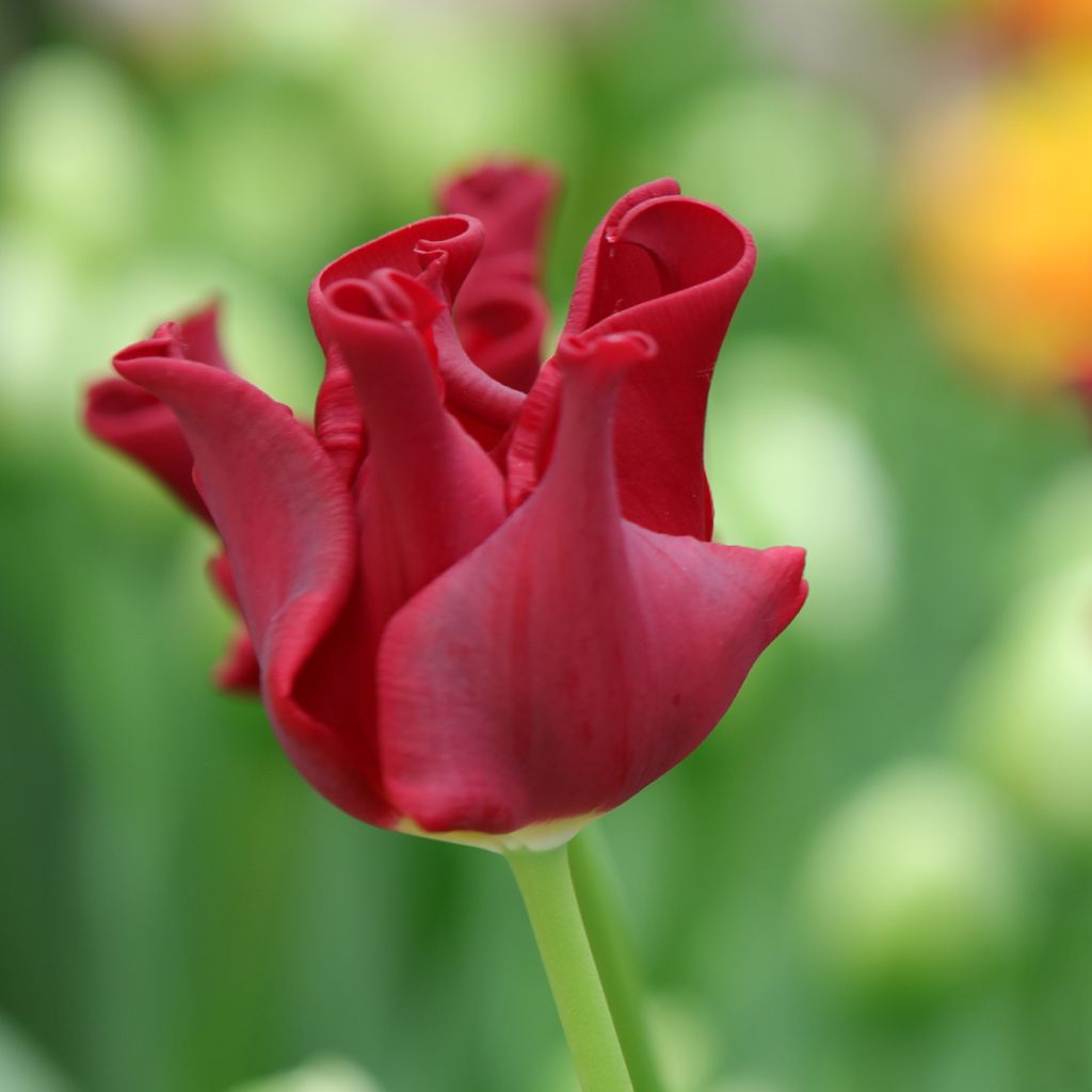 Tulipano Corona Red Dress