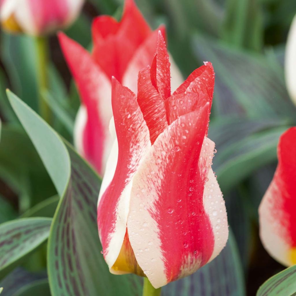 Tulipano greigii Plaisir