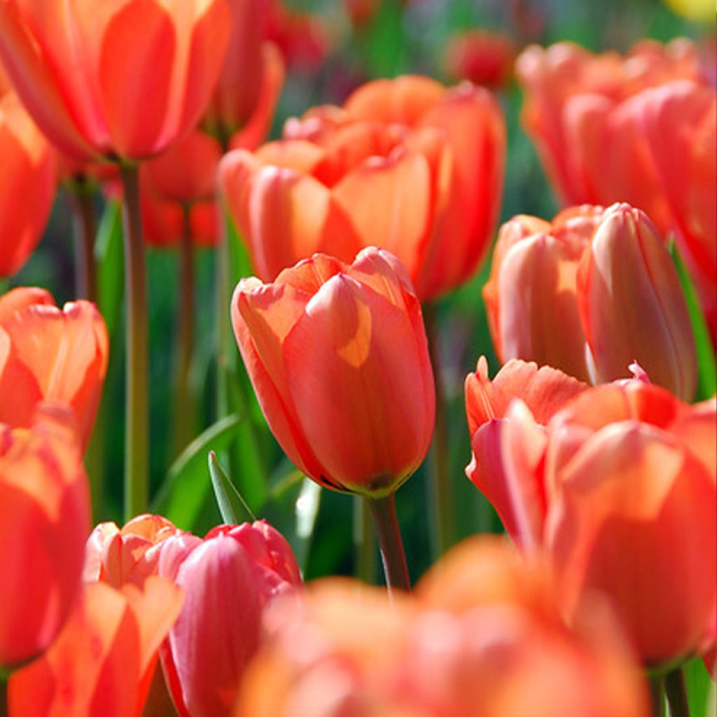 Tulipano Darwin Apricot Impression