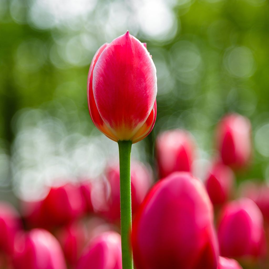 Tulipano Darwin Candy Apple Delight