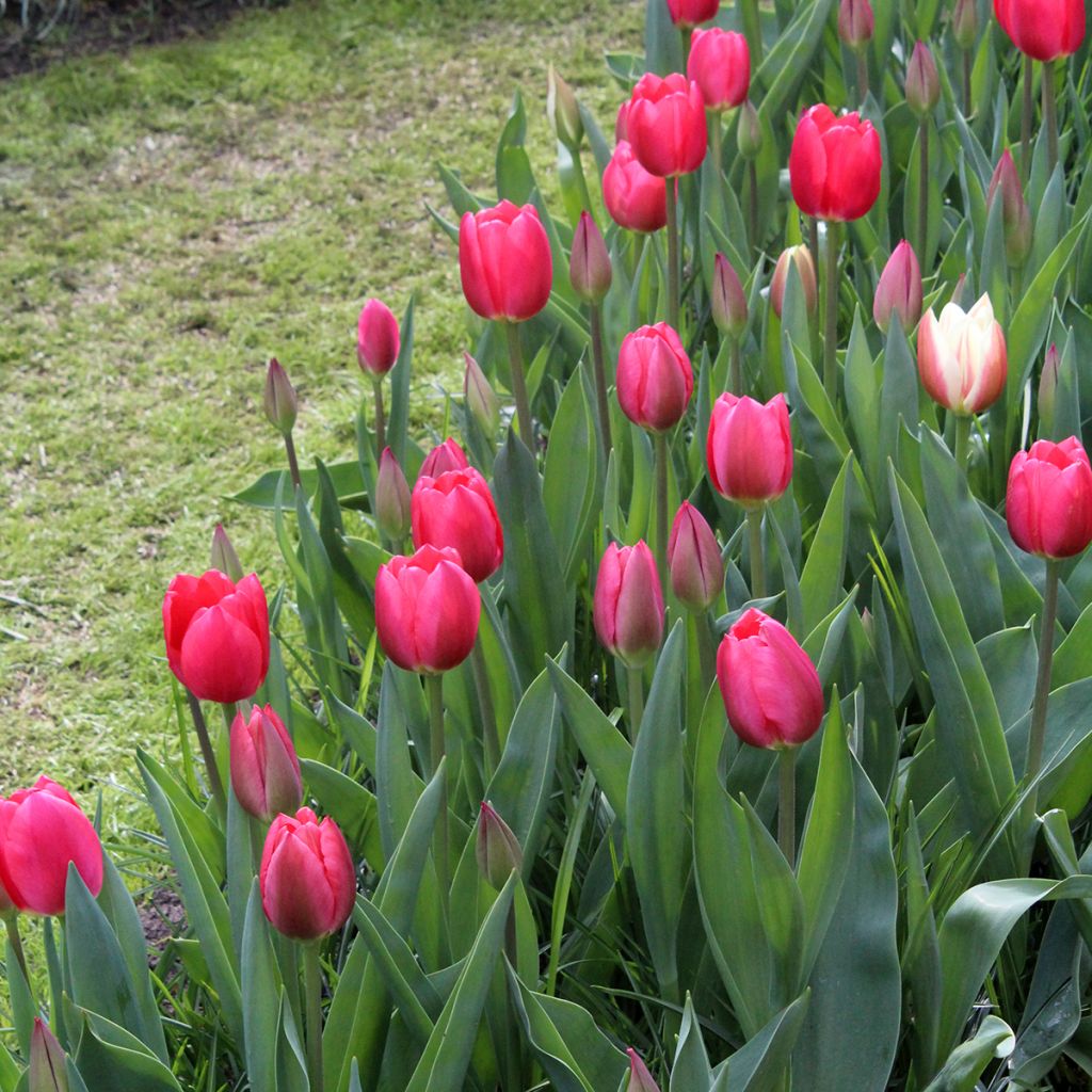 Tulipano Darwin Cherry Delight