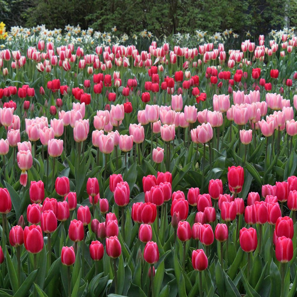 Tulipano Darwin Cherry Delight
