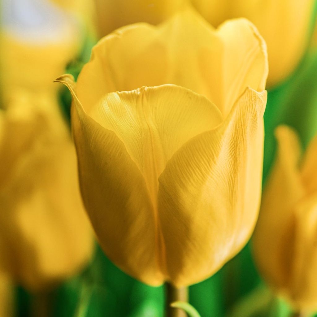 Tulipano Darwin Golden Apeldoorn
