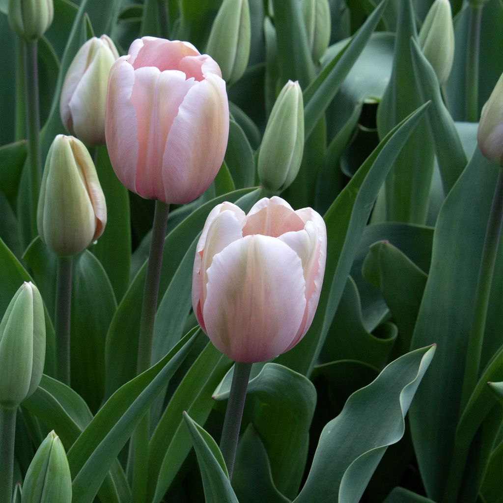 Tulipano Darwin Salmon Impression
