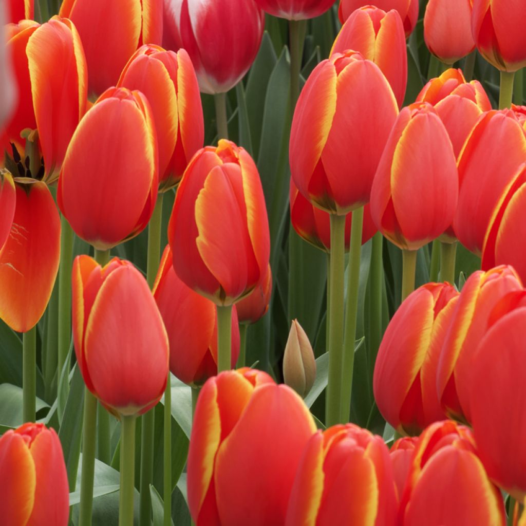 Tulipano Darwin World's Favourite