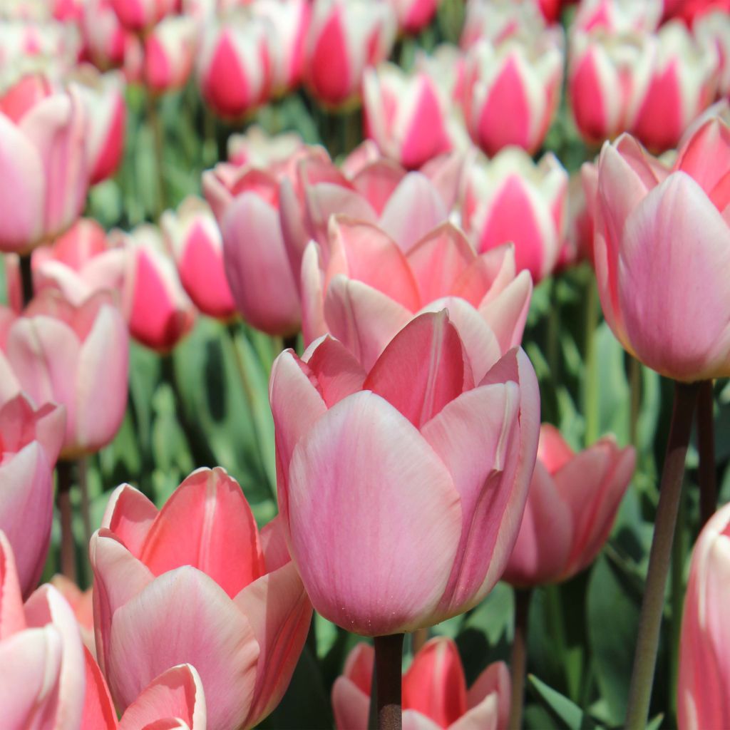 Tulipano Darwin Apricot Delight