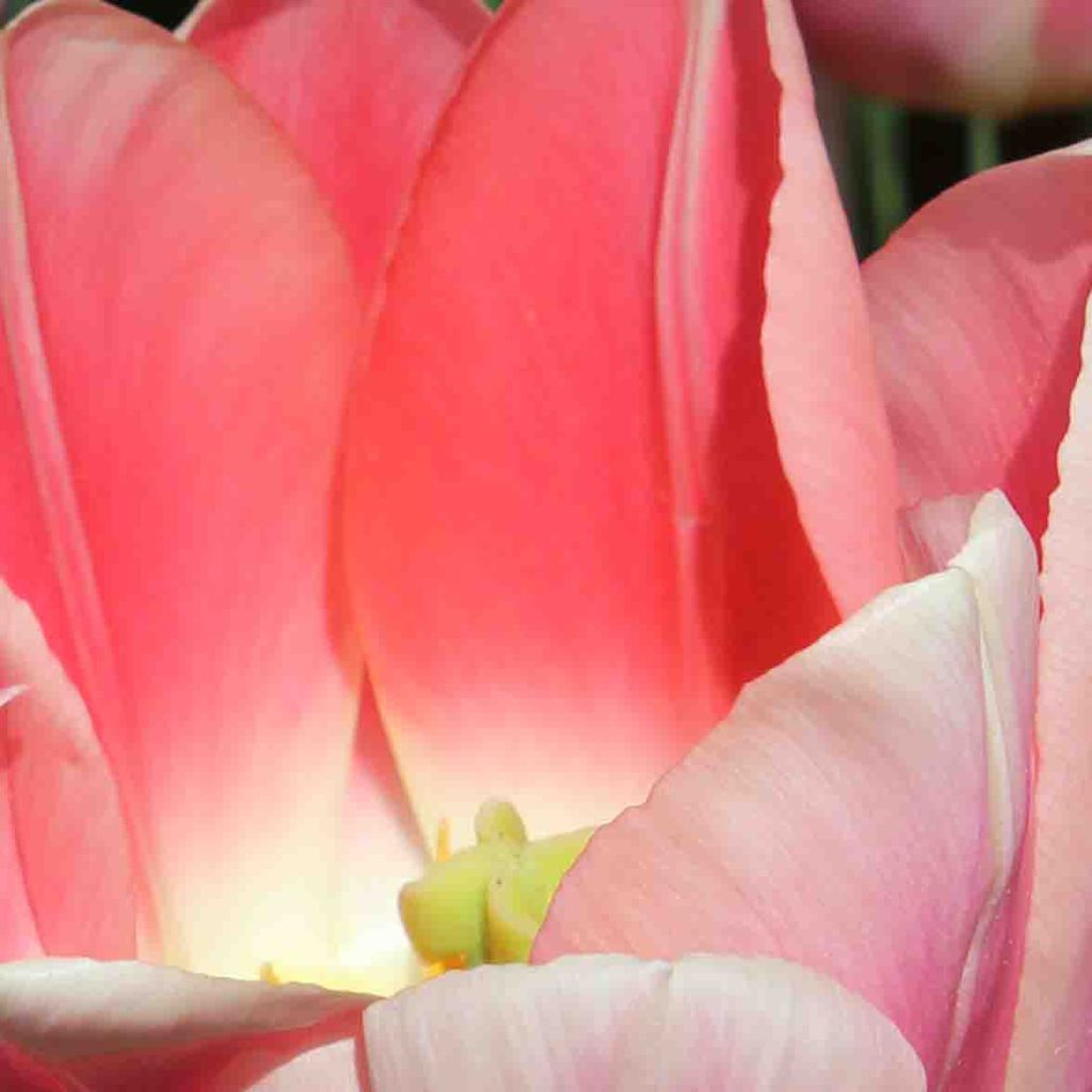 Tulipano Darwin Apricot Delight