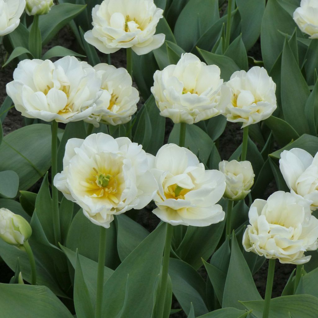 Tulipano Cool