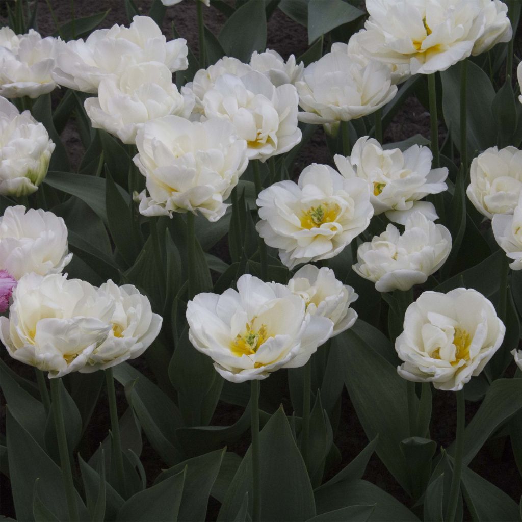 Tulipano Cool