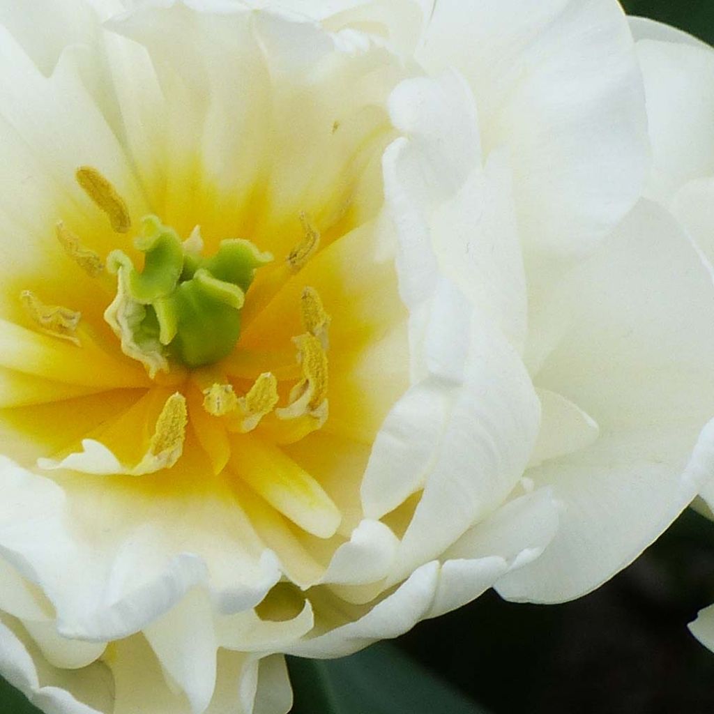 Tulipano Cool