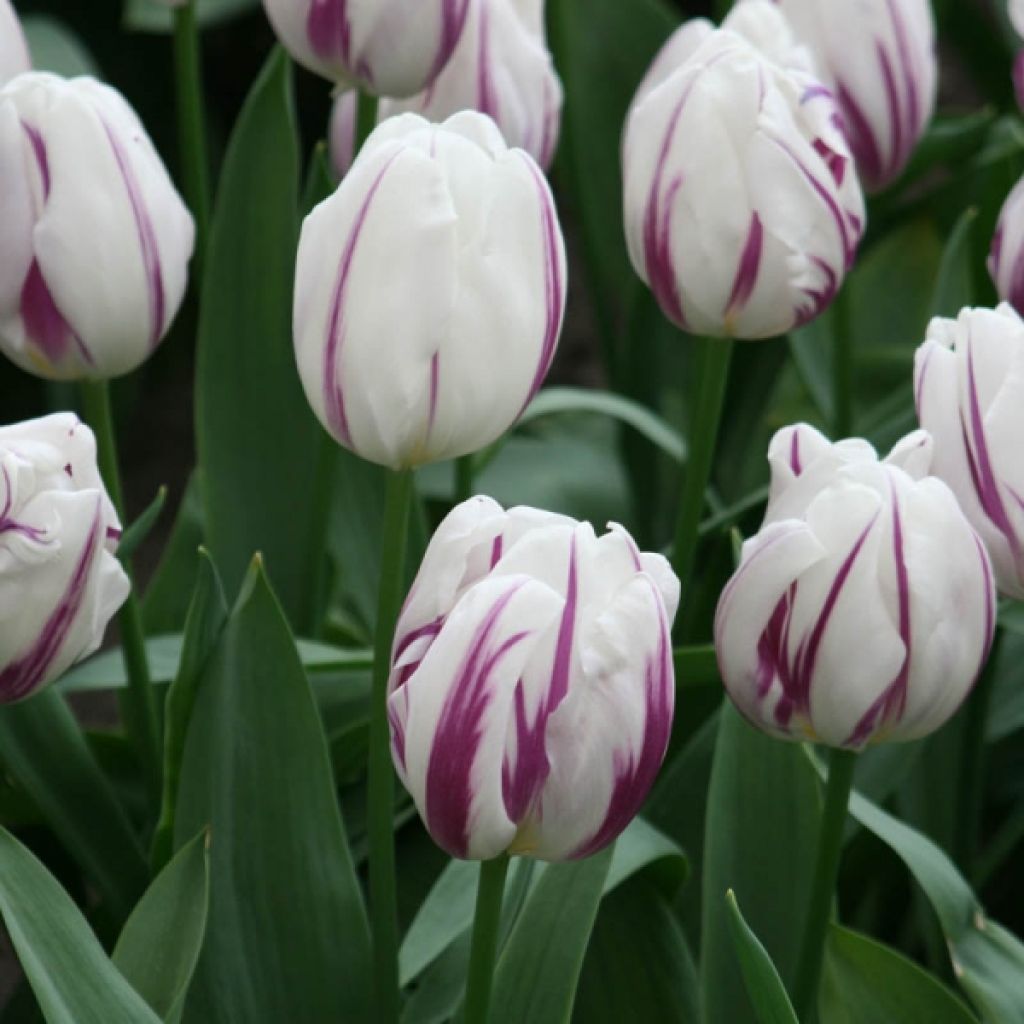 Tulipano Trionfo Flaming Flag