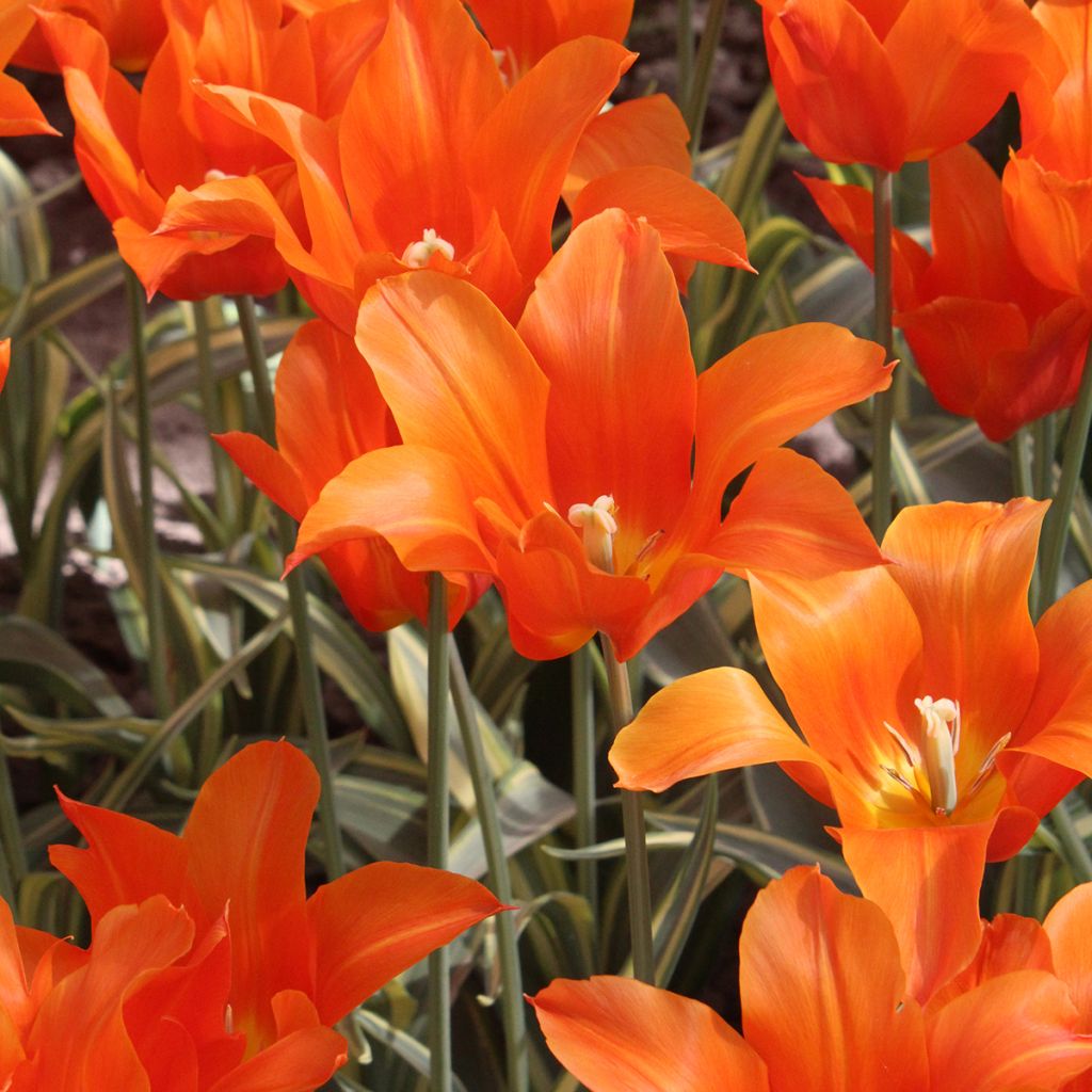 Tulipano Giglio Ballerina