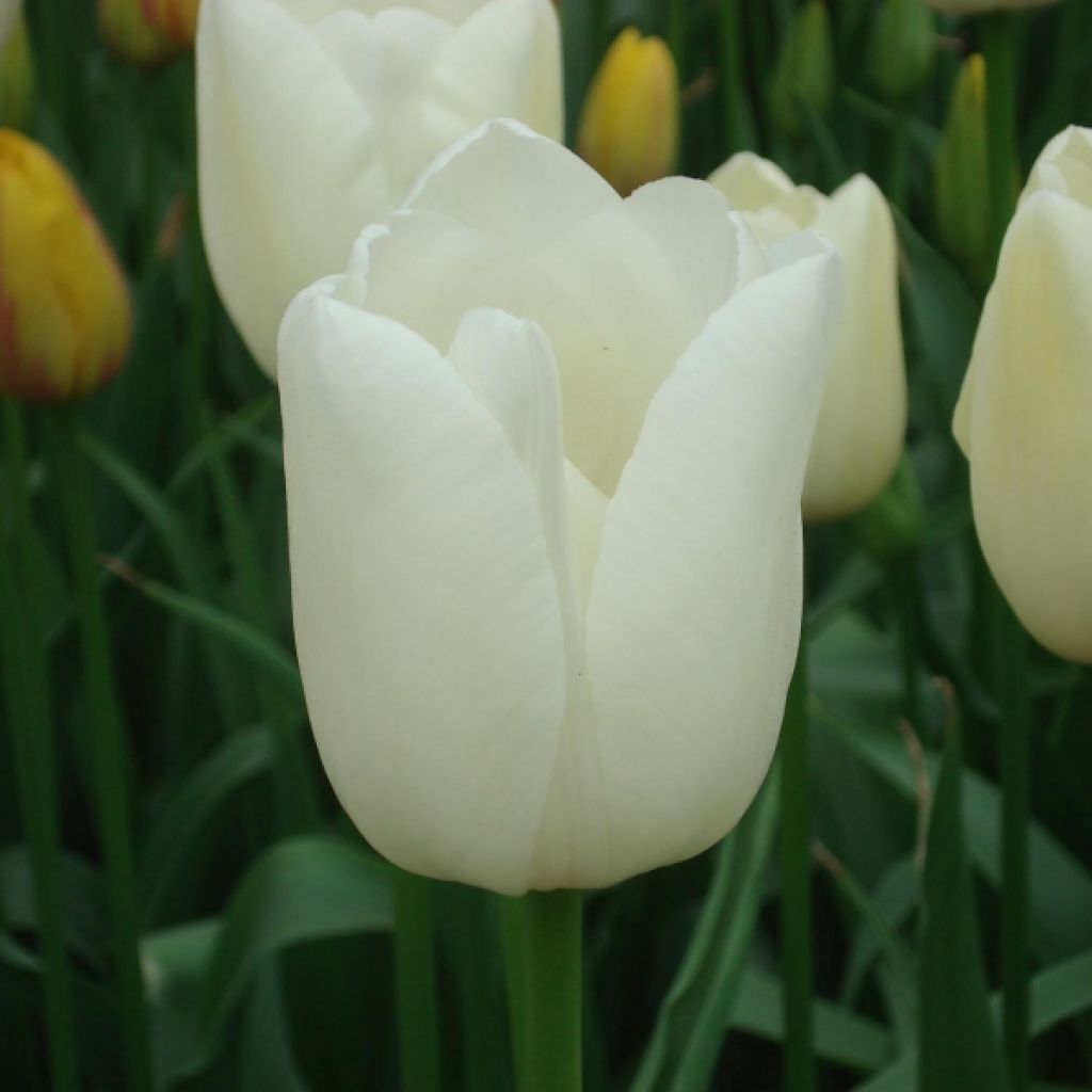 Tulipano Maureen