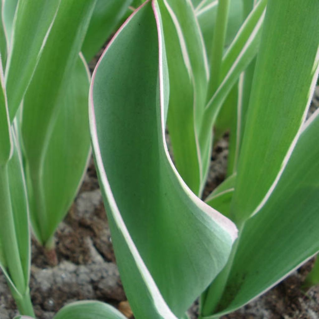Tulipano Darwin Salmon Impression
