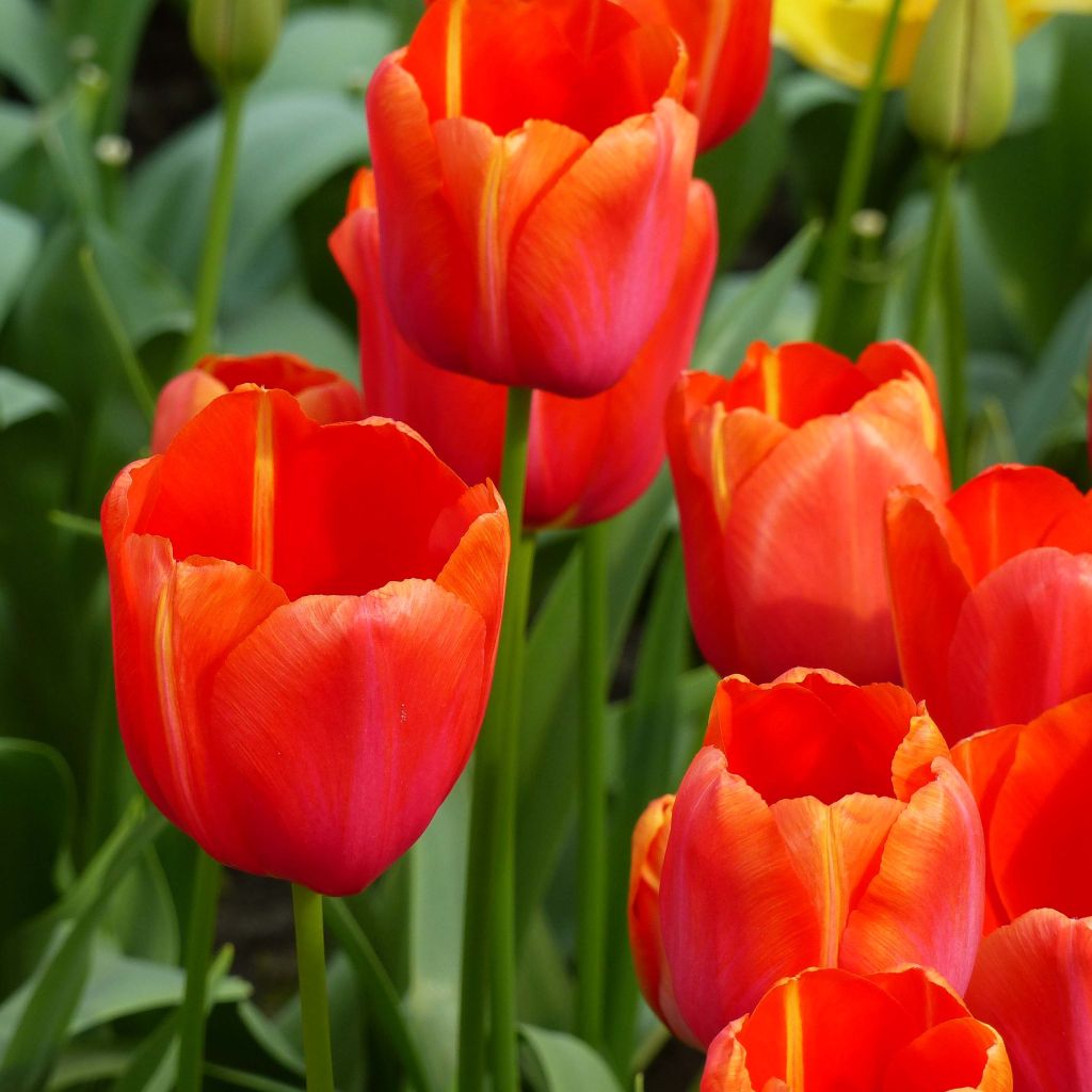 Tulipano Avignon