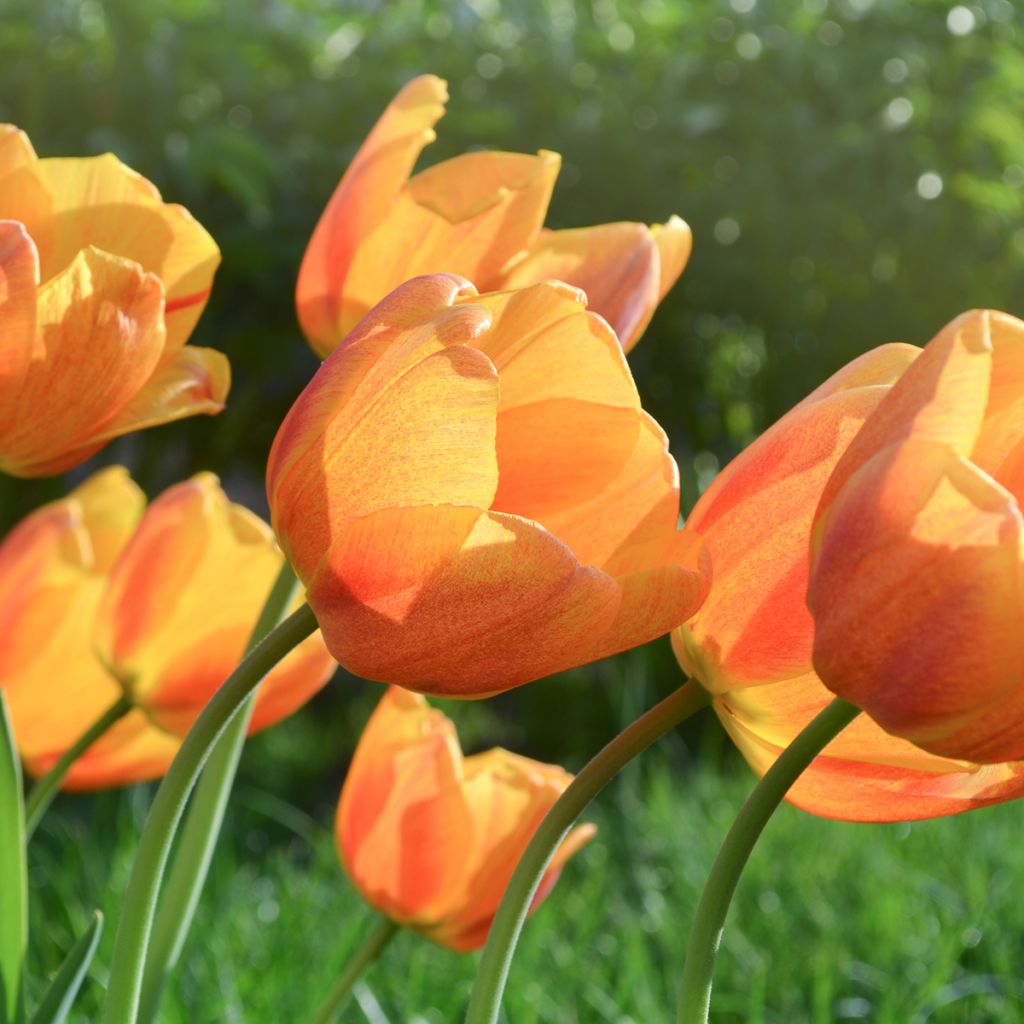 Tulipano Trionfo Cairo