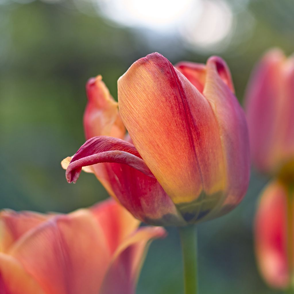 Tulipano Trionfo Cairo