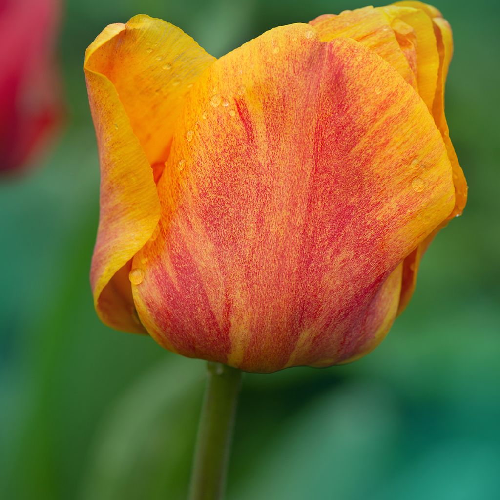 Tulipano Trionfo Cairo