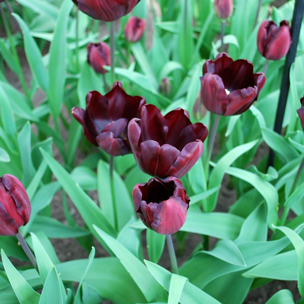 Tulipano Trionfo Continental