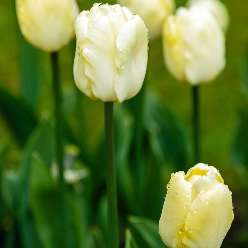 Tulipano Trionfo Creme Flag