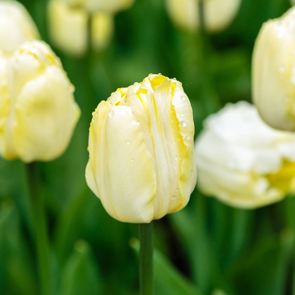 Tulipano Trionfo Creme Flag