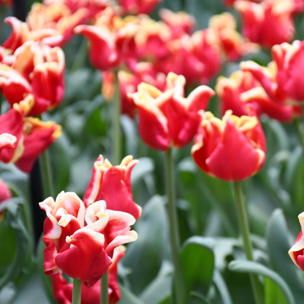 Tulipano Trionfo Elegant Crown