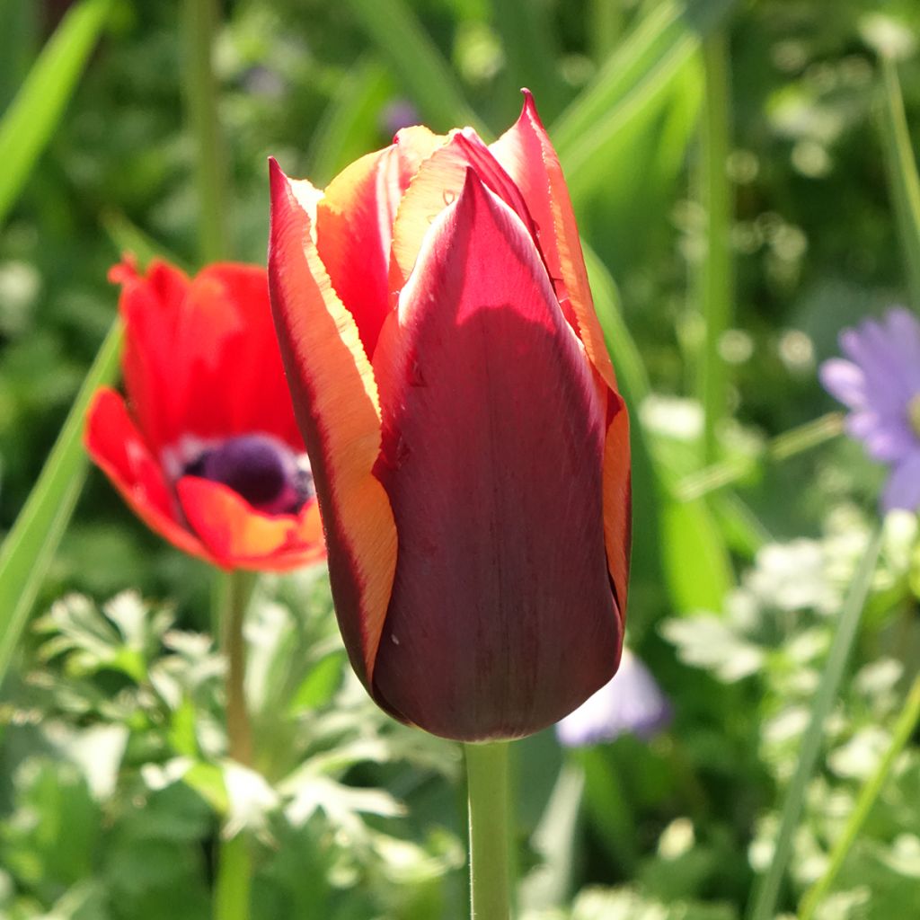 Tulipano Trionfo Muvota