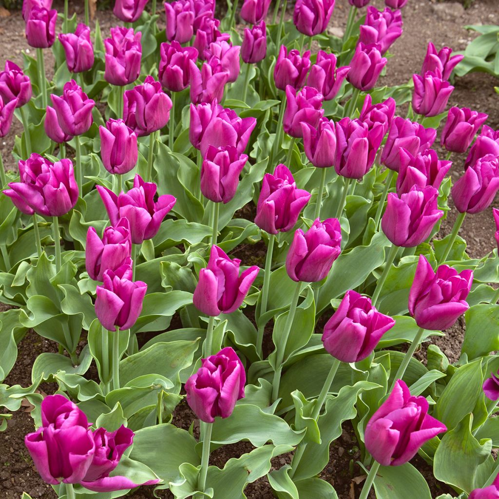 Tulipano Trionfo Passionale