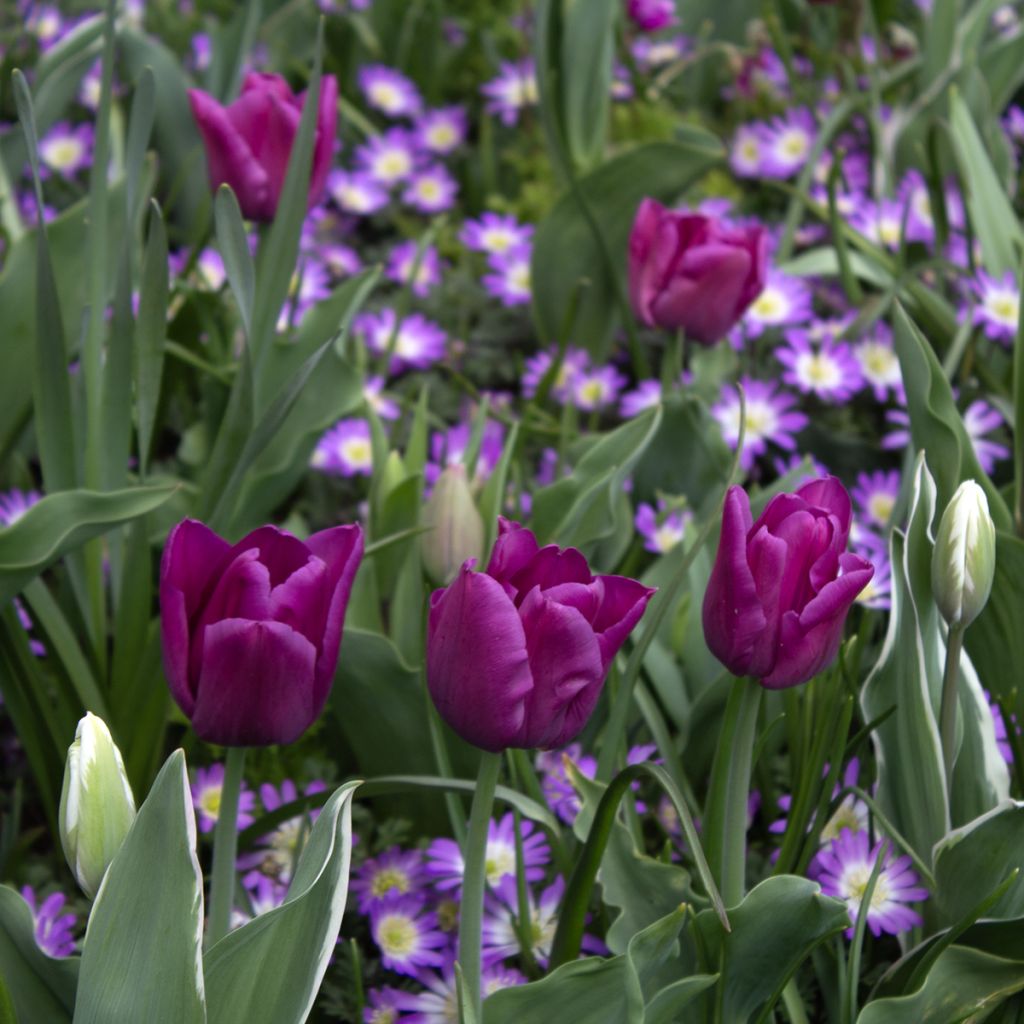 Tulipano Trionfo Passionale