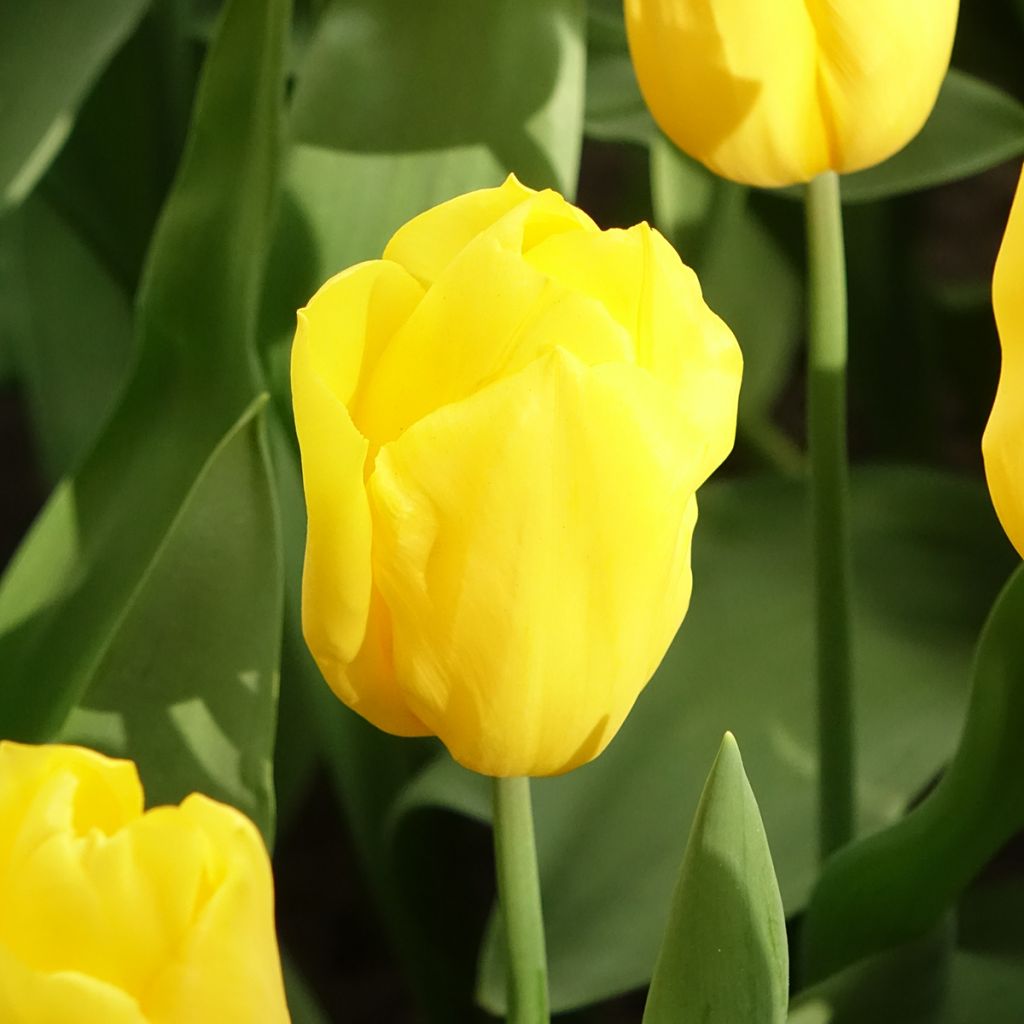 Tulipano Trionfo Strong Gold