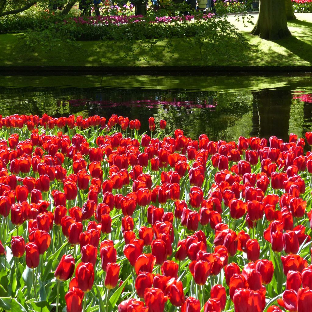 Tulipano Trionfo Strong Love